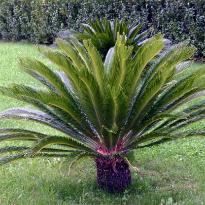 Cykas japonský - Cycas revoluta - osivo cykasu - 2 ks