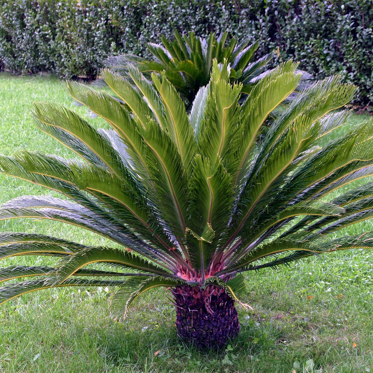 Cykas japonský - Cycas revoluta - osivo cykasu - 2 ks
