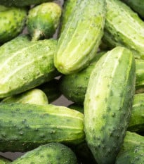 BIO Okurka Liefje - Cucumis sativus - bio osivo okurky - 10 ks