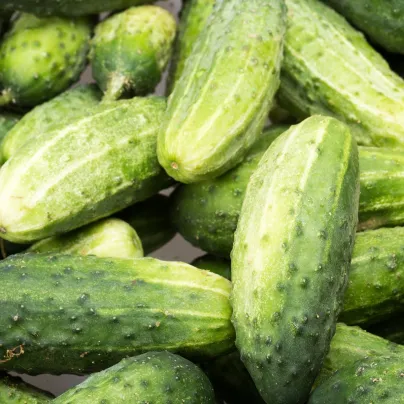 BIO Okurka Liefje - Cucumis sativus - bio osivo okurky - 10 ks