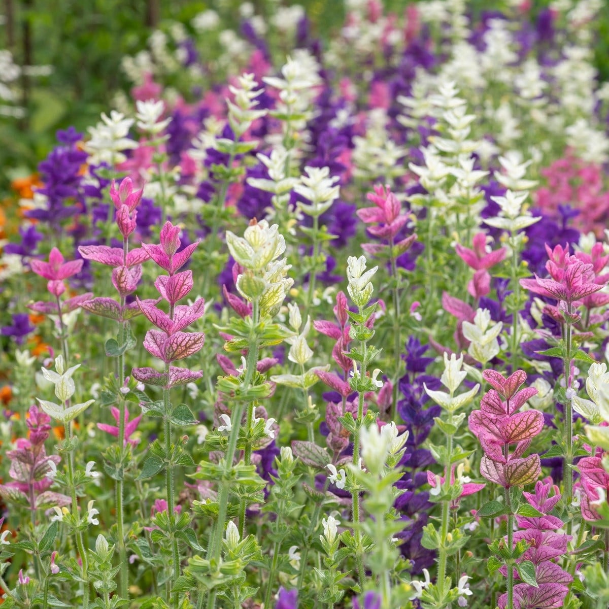 BIO Šalvěj zahradní - Salvia viridis - bio osivo šalvěje - 30 ks