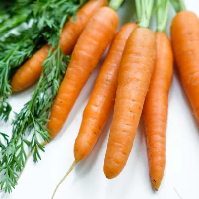 BIO Mrkev Robila - Daucus carota - bio osivo mrkve - 200 ks
