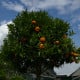 Citronečník trojlistý - Citrus trifoliata - osivo citronečníku - 4 ks