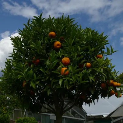 Citronečník trojlistý - Citrus trifoliata - osivo citronečníku - 4 ks