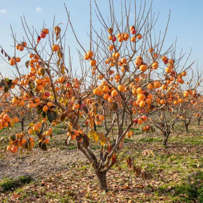 Tomel japonský - Kaki - Diospyros kaki - osivo tomelu - 4 ks