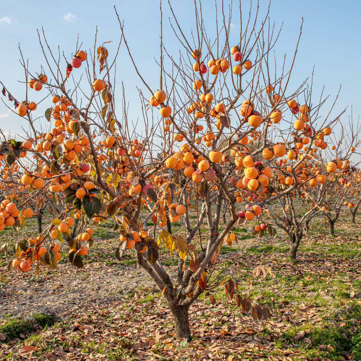 Tomel japonský - Kaki - Diospyros kaki - osivo tomelu - 4 ks