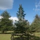 Jedle Pindrow - Abies Pindrow - osivo jedle - 15 ks