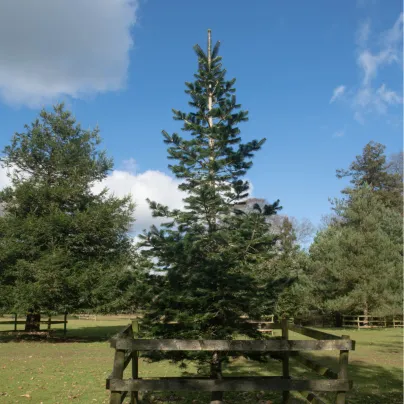 Jedle Pindrow - Abies Pindrow - osivo jedle - 15 ks