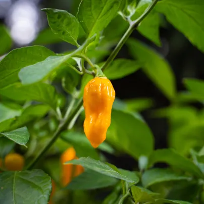 Paprika Habanada - Capsicum Chinense - osivo papriky - 10 ks