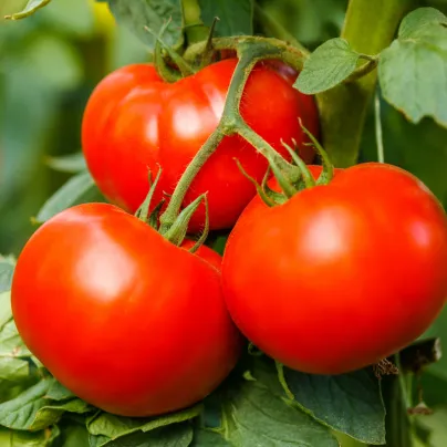 Rajče Alicante - Solanum lycopersicum - osivo rajčat - 8 ks