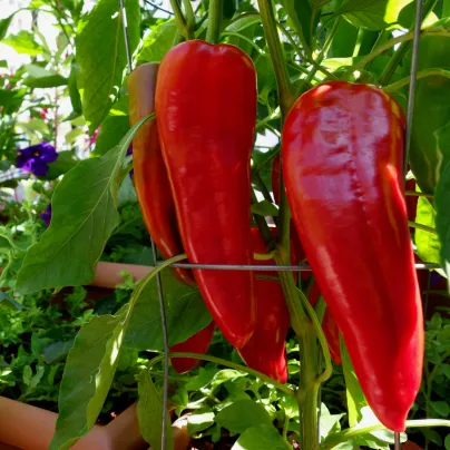 Paprika Marconi Red - Capsicum Annuum - osivo papriky - 10 ks