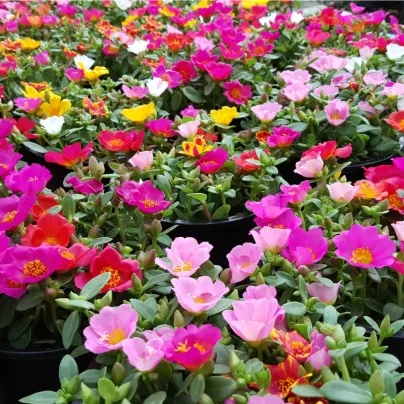 Šrucha směs barev - Portulaca grandiflora - osivo šruchy - 0,3 g
