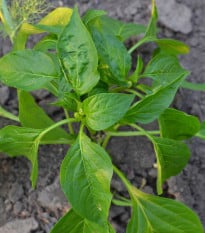 BIO Paprika k roubování Scarface F1 - Capsicum annuum - bio osivo papriky - 5 ks