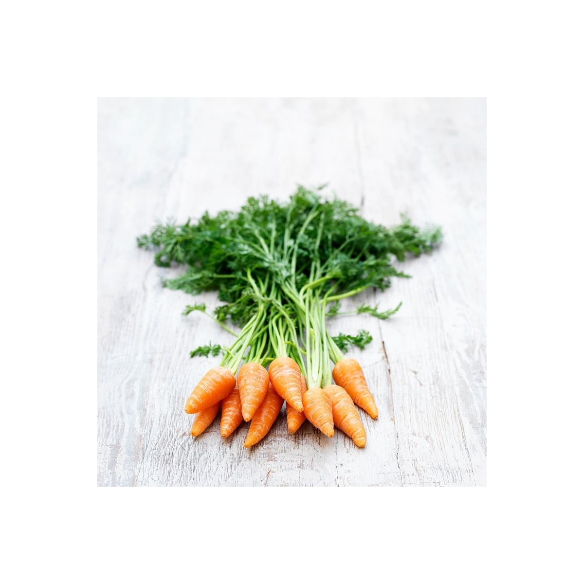 BIO Mrkev Chantenay - Daucus carota - bio osivo mrkve - 350 ks