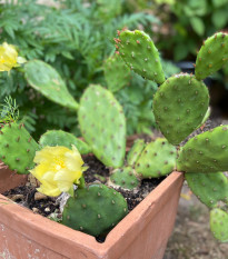 Opuncie poléhavá - Opuntia humifusa - osivo opuncie - 7 ks
