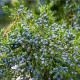 Jalovec virginský - Juniperus virginiana - osivo jalovce - 15 ks