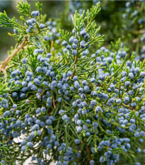 Jalovec virginský - Juniperus virginiana - osivo jalovce - 15 ks