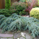 Jalovec virginský - Juniperus virginiana - osivo jalovce - 15 ks