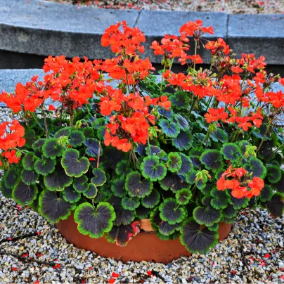 Muškát páskatý Nekita Scarlet F1 - Pelargonium zonale - osivo muškátu - 4 ks