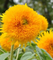 Slunečnice Sonnengold – Helianthus annuus – osivo slunečnice