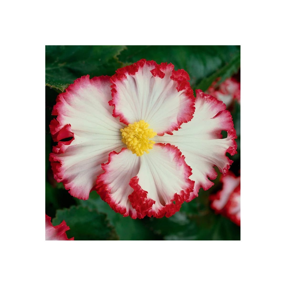 Begonie Marginata bílá – Begonia crispa – begónie – hlízy