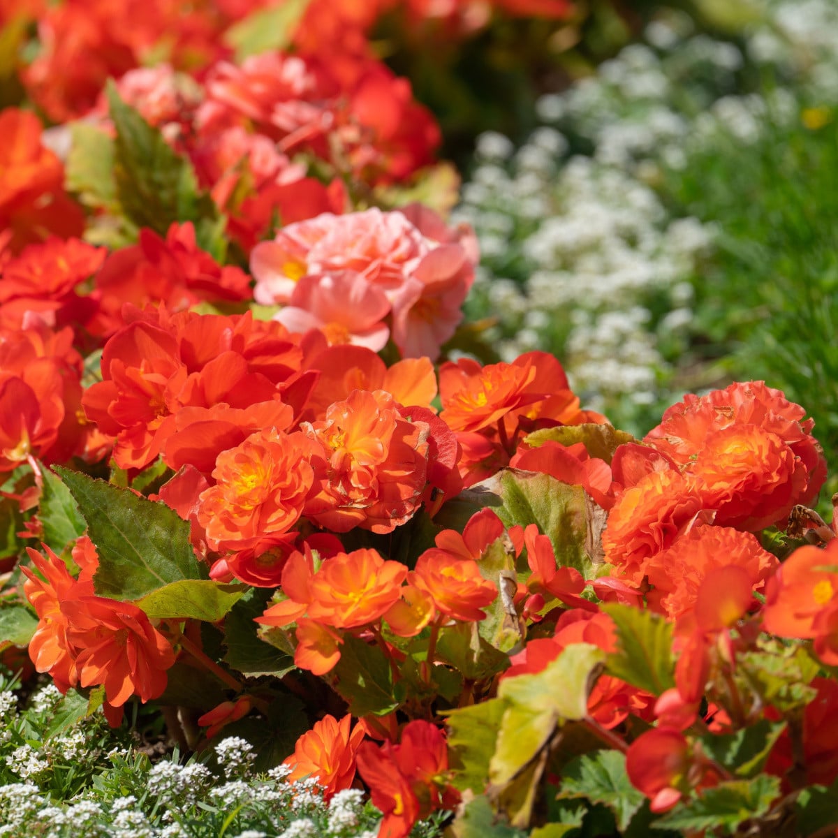 Begonie plnokvětá oranžová - Begonia superba - hlízy begónie - 2 ks