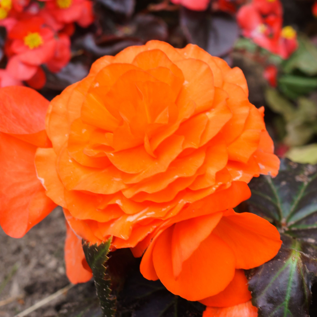 Begonie Nonstop oranžová – Begonia tuberhybrida – begónie – hlízy