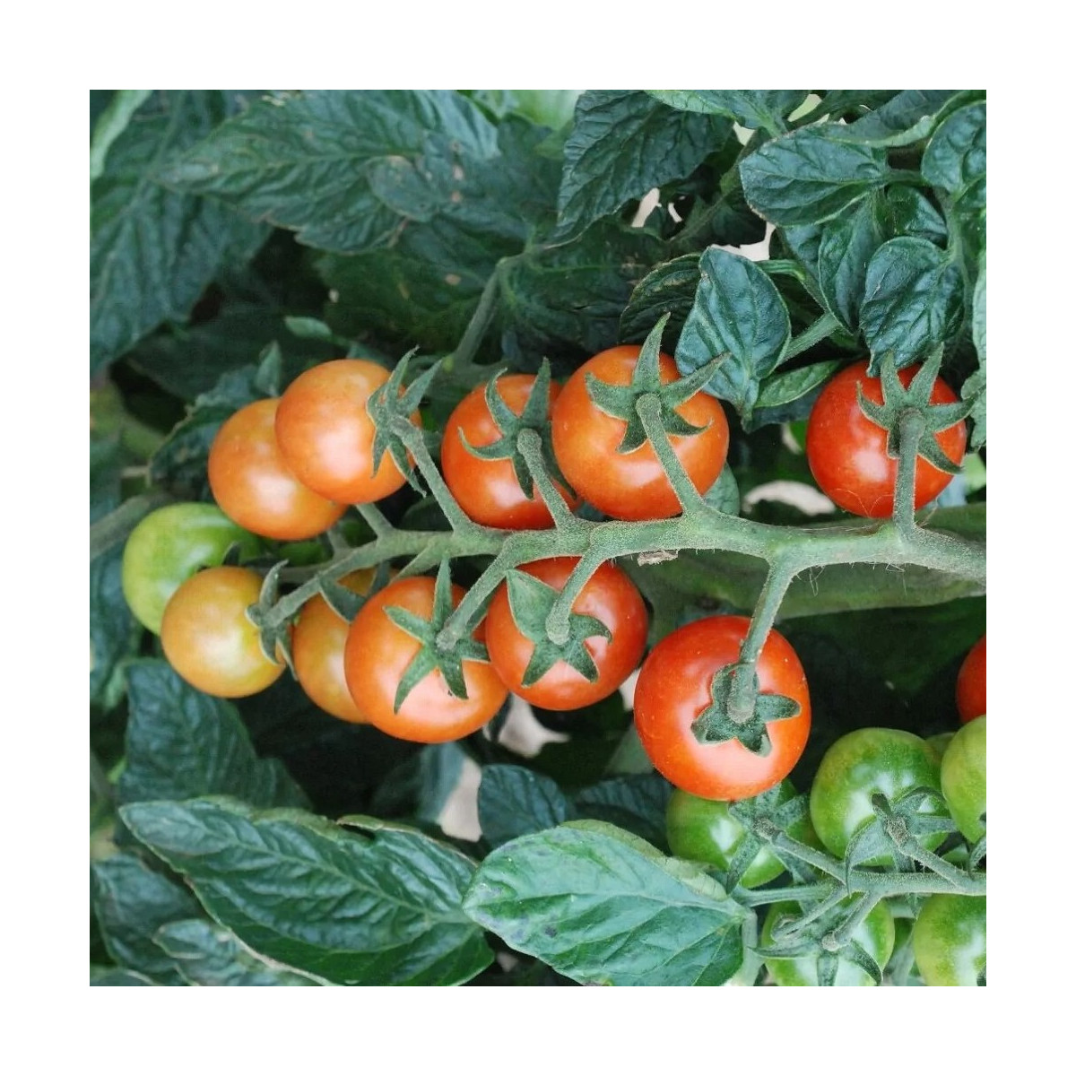 Koktejlové rajče Primabella - Solanum lycopersicum - osivo rajčat - 6 ks