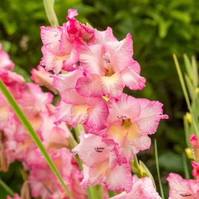 Gladiol Priscilla - Gladiolus - hlízy gladiol - 3 ks