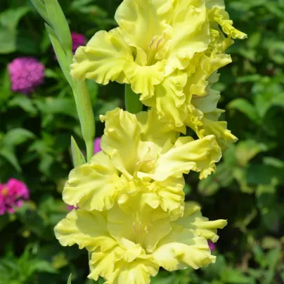 Gladiol Banana Ruffle - Gladiolus - hlízy gladiol - 3 ks