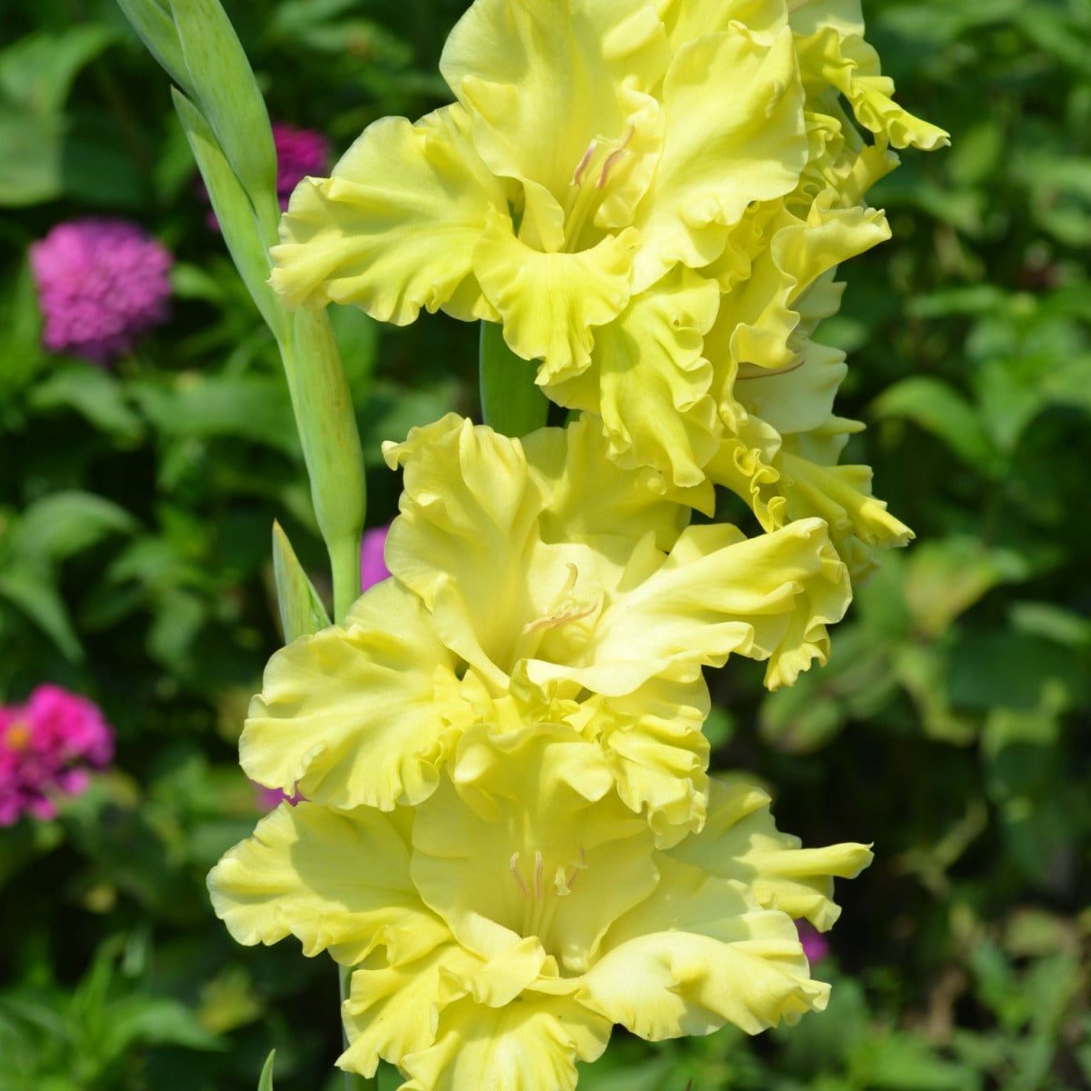 Gladiol Banana Ruffle - Gladiolus - hlízy gladiol - 3 ks