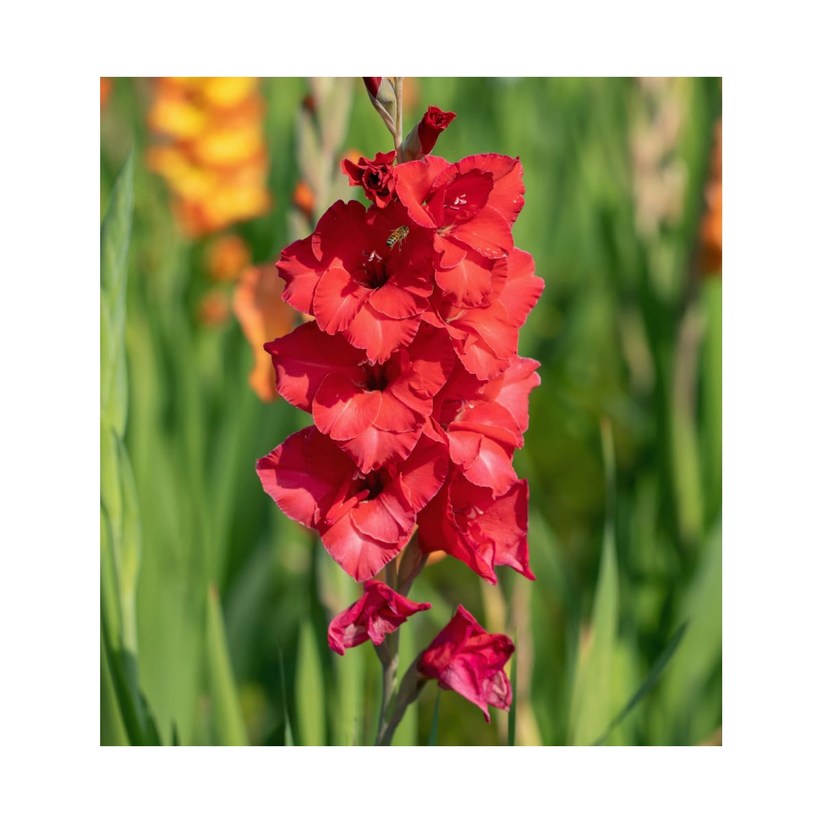 Gladiol Fire Ruffle – Gladiolus – mečíky – hlízy