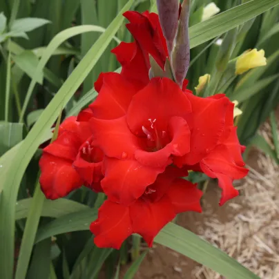 Gladiol Mascagni - Gladiolus - hlízy gladiol - 3 ks
