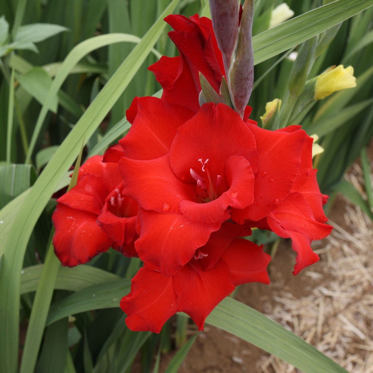 Gladiol Mascagni - Gladiolus - hlízy gladiol - 3 ks
