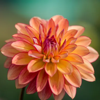 Jiřinka Pablo – Dahlia – hlízy jiřinek