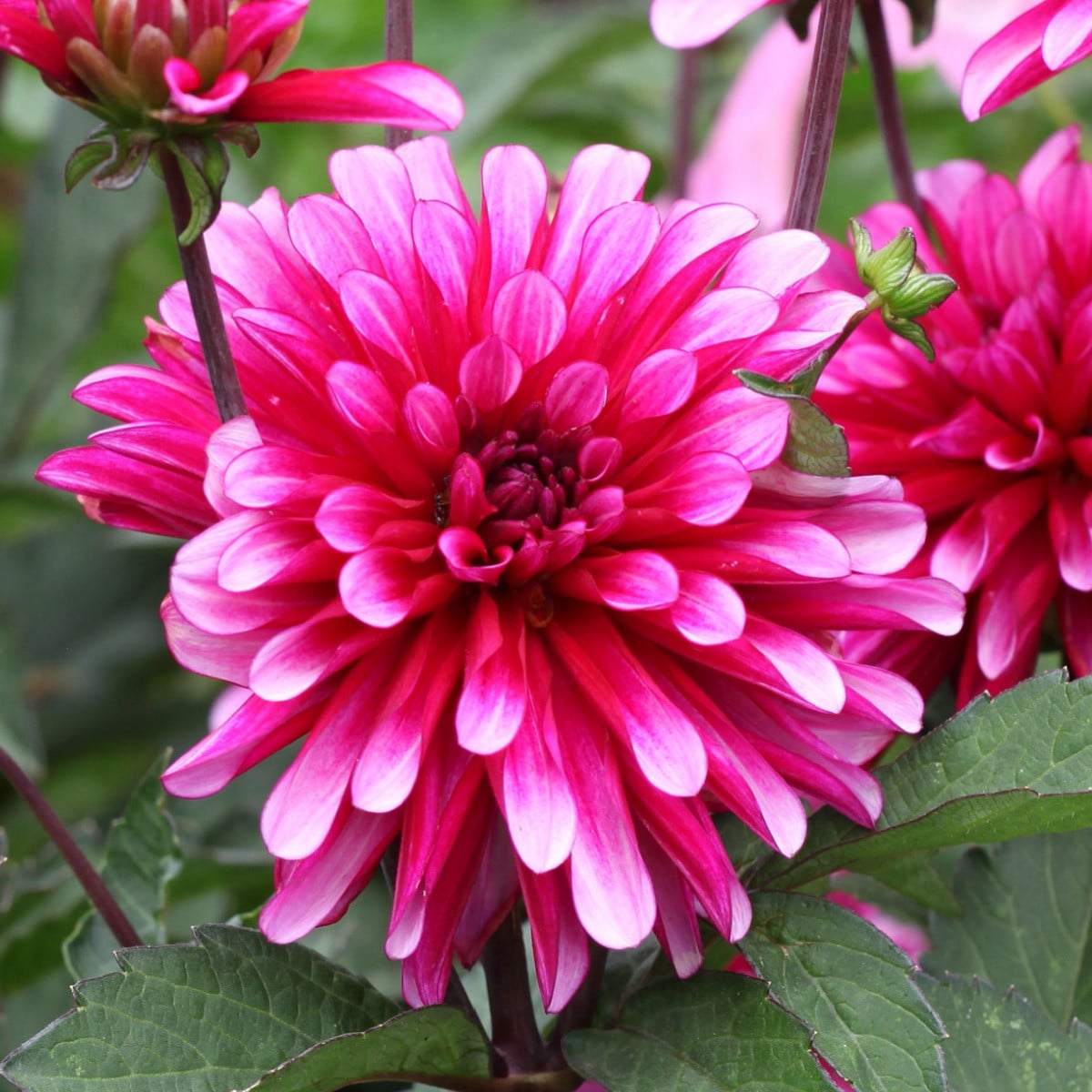 Jiřinka Art Nouveau - Dahlia - hlízy jiřinek - 1 ks