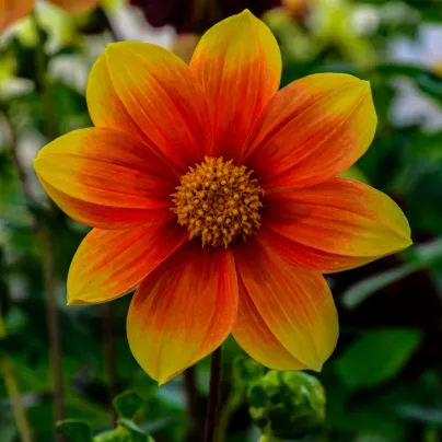 Jiřinka topmix oranžová – Dahlia – jarní cibuloviny – prodej cibulovin