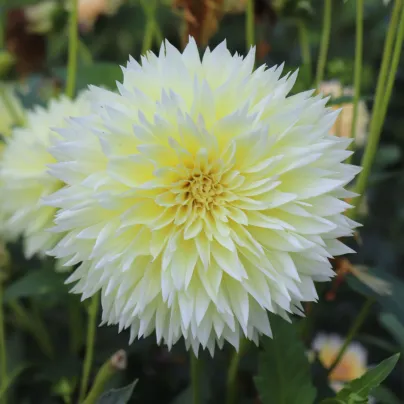 Jiřinka Canary Fubuki – Dahlia – hlízy jiřinek
