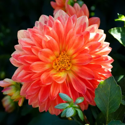 Jiřinka Kogane Fubuki - Dahlia - hlízy jiřinek - 1 ks