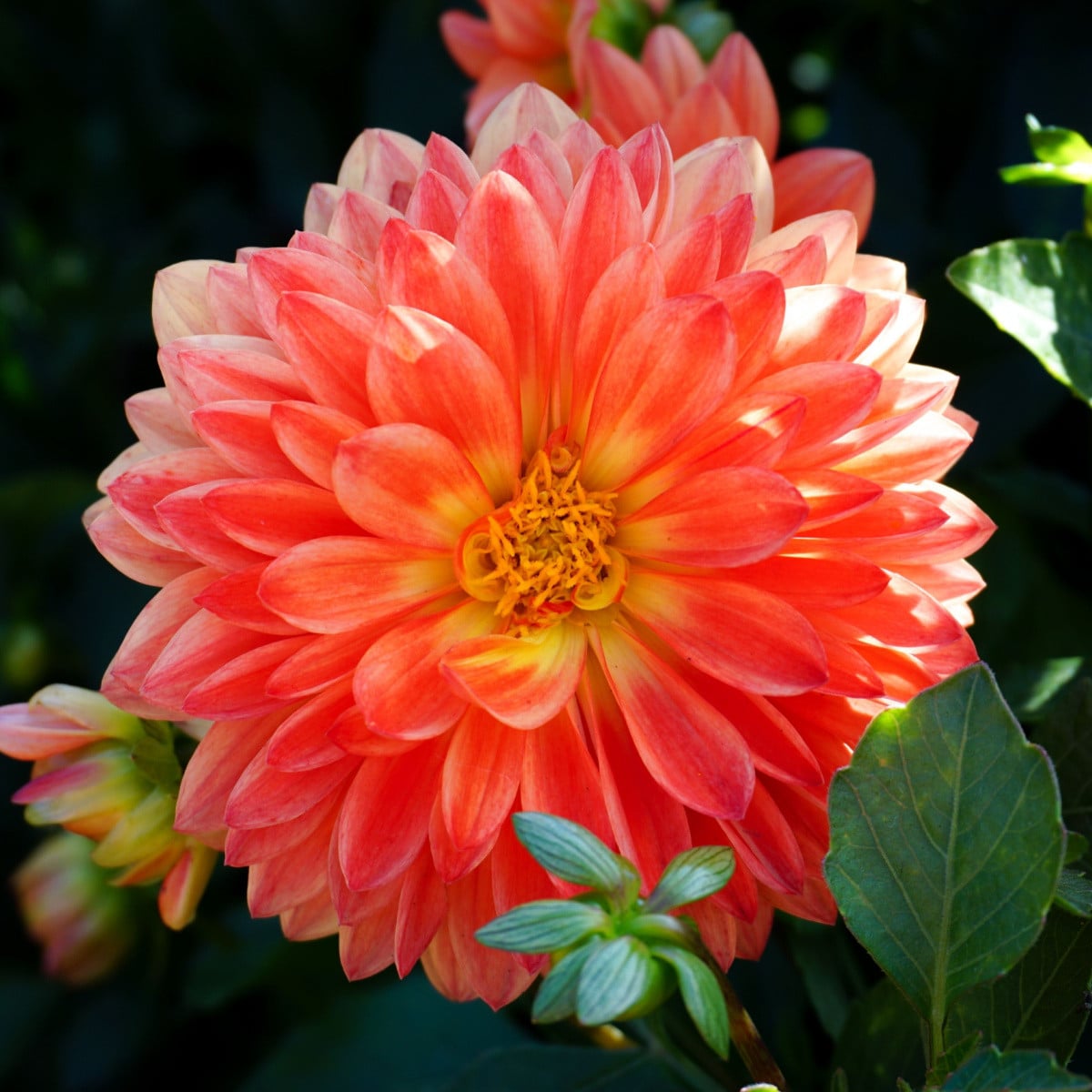 Jiřinka Kogane Fubuki - Dahlia - hlízy jiřinek - 1 ks