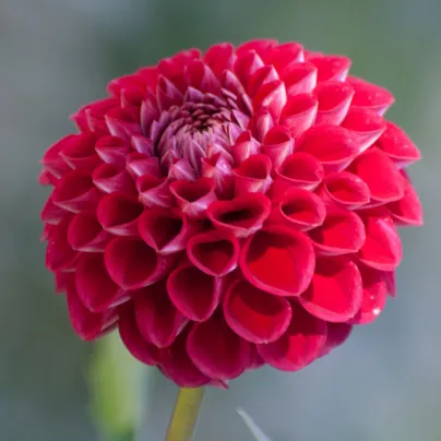 Jiřinka Glow - Dahlia - hlízy jiřinek - 1 ks