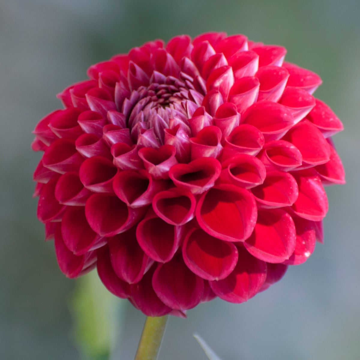 Jiřinka Glow - Dahlia - hlízy jiřinek - 1 ks