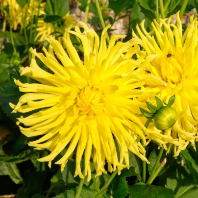 Jiřinka Garden Princess - Dahlia - hlízy jiřinek - 1 ks