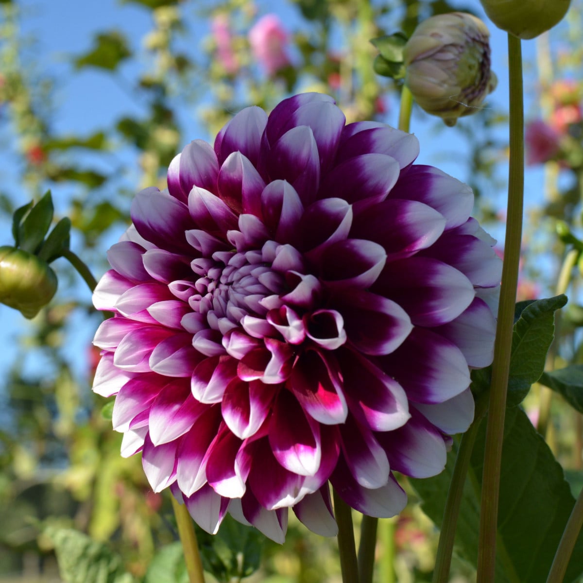 Jiřinka Edinburgh - Dahlia - hlízy jiřinek - 1 ks