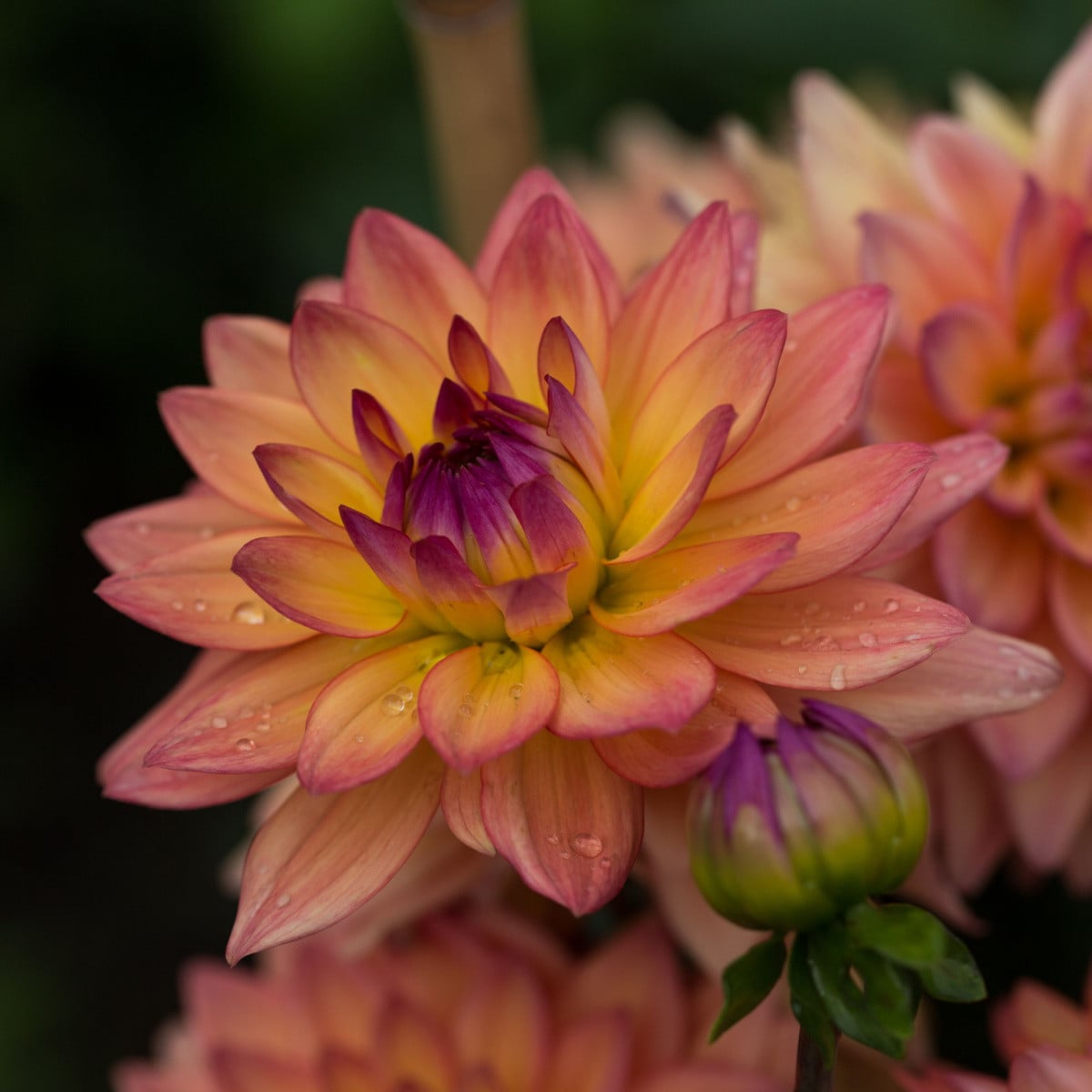 Jiřinka Melody Dora - Dahlia hybrida - hlízy jiřinek - 1 ks