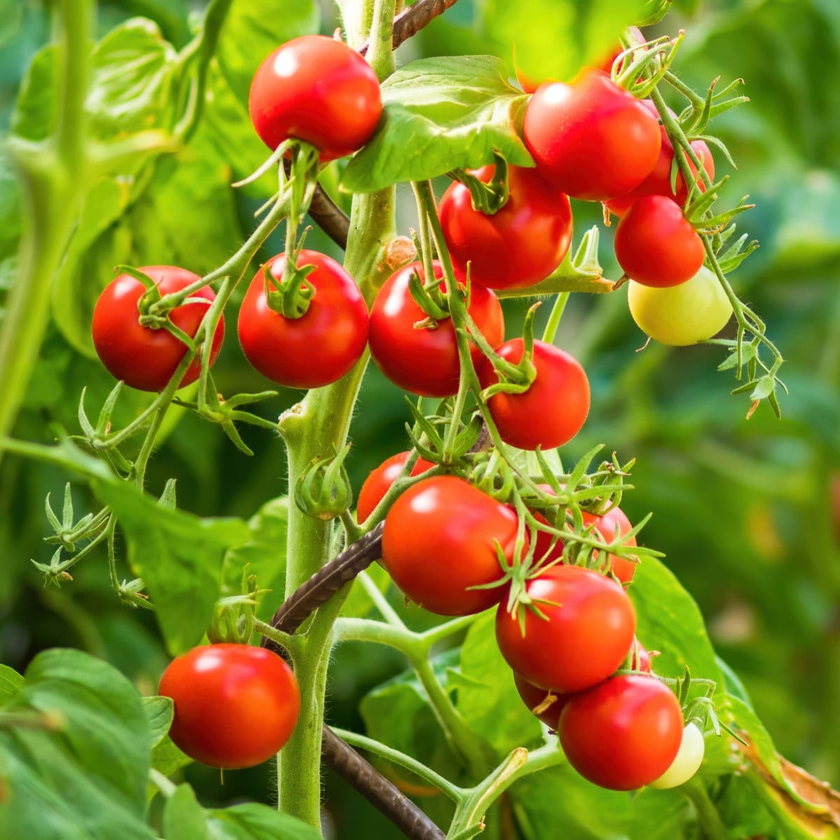 Rajče keříčkové balkónové Tomfall - Solanum lycopersicum - osivo rajčat - 20 ks