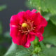 Jahodník Summer Breeze Rose F1 - Fragaria ananassa - osivo jahodníku - 10 ks