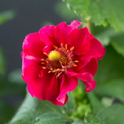 Jahodník Summer Breeze Rose F1 - Fragaria ananassa - osivo jahodníku - 10 ks