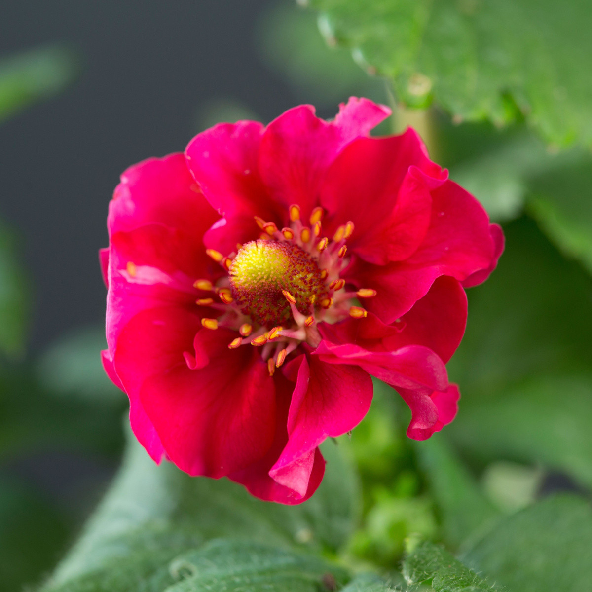 Jahodník Summer Breeze Rose F1 - Fragaria ananassa - osivo jahodníku - 10 ks