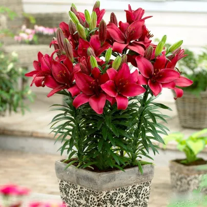 Lilie Cavoli - Lilium - cibule lilií - 1 ks